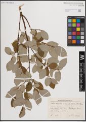 Foto von Salix aurita L. x Salix caprea L. x Salix grandifolia Ser.